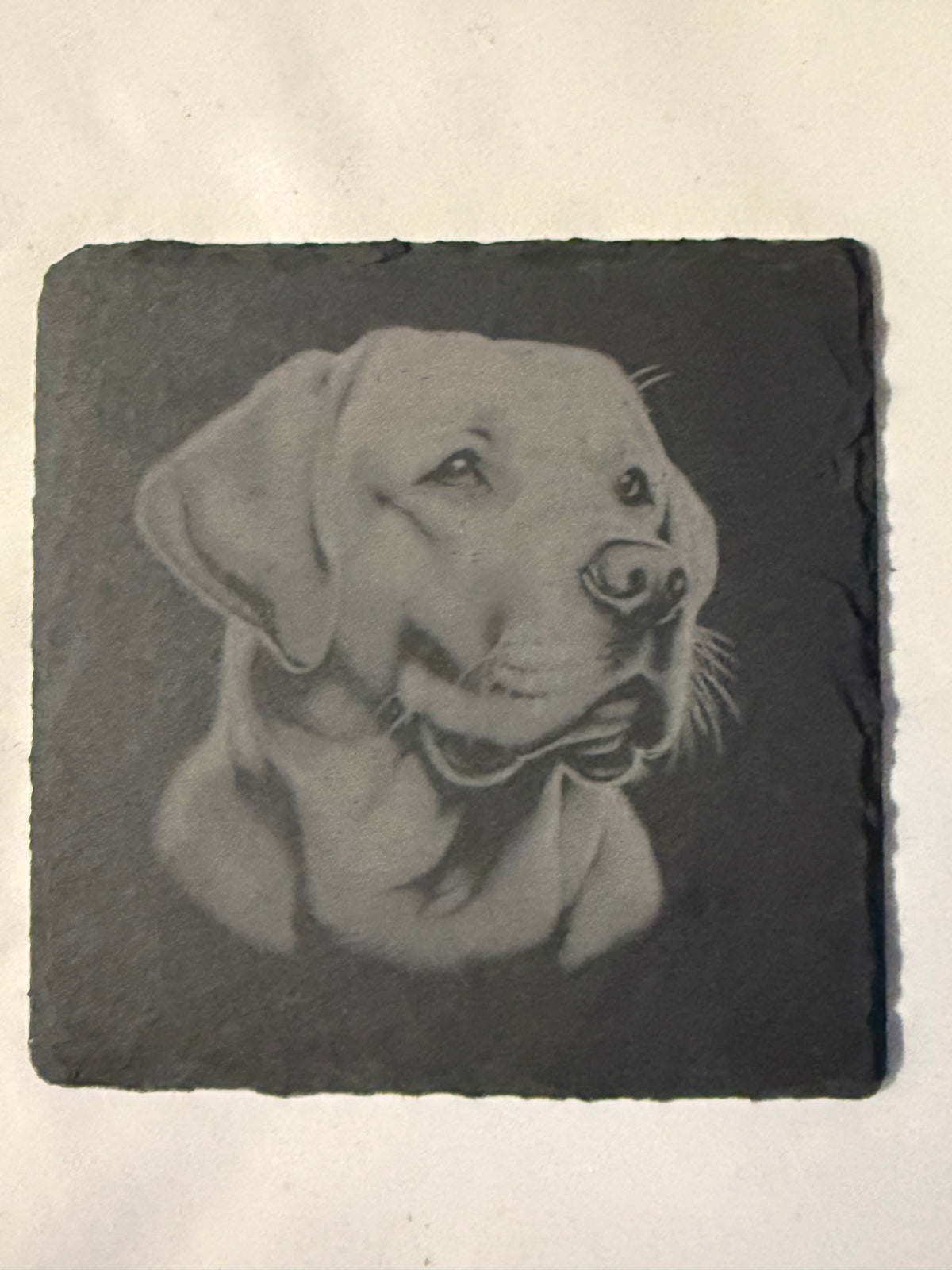 Labrador